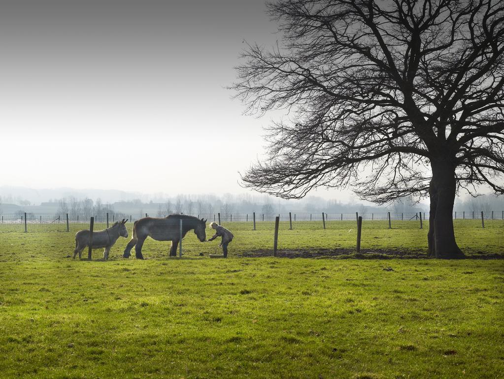 B&B Hof Te Spieringen Vollezele Exteriér fotografie